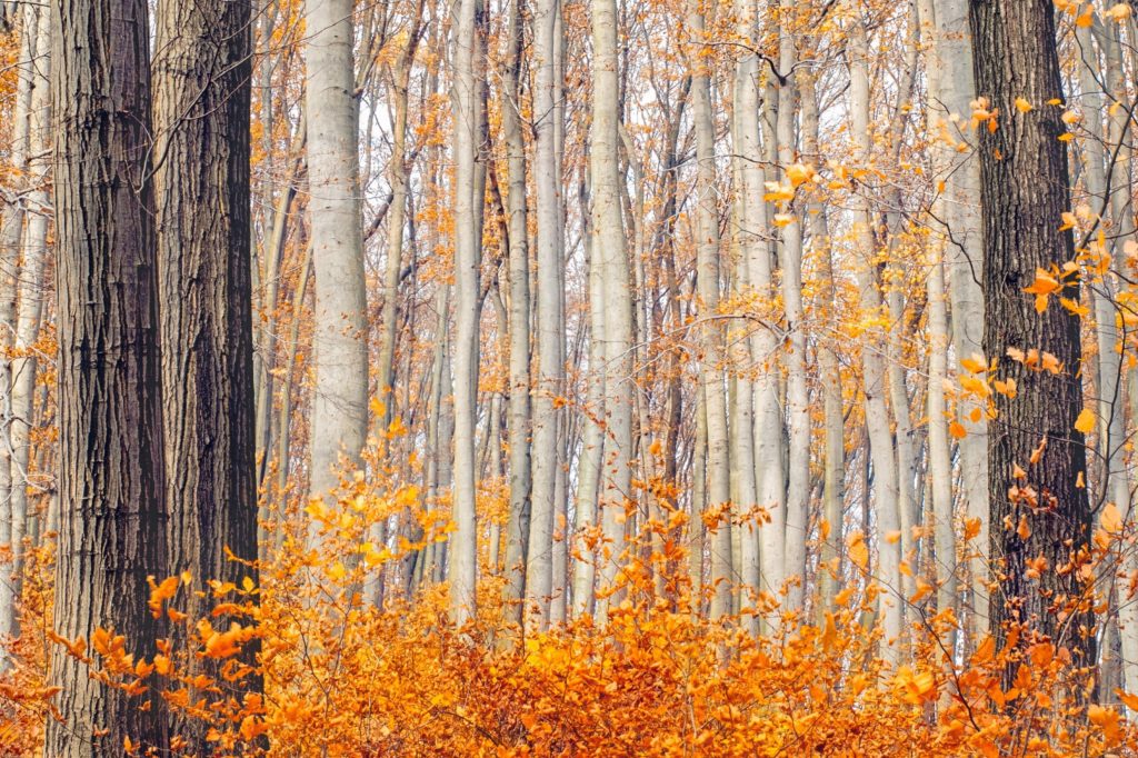 is not mere age that makes men wise