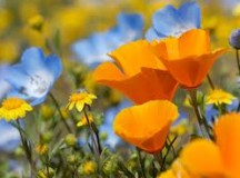 Spiritual Gifts