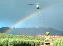 Seed Always Precedes Harvest