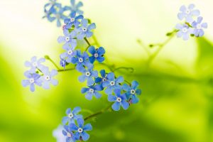 http://blogs.msdn.com/mswanson/articles/wallpaper.aspx