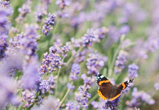 how much do you have?