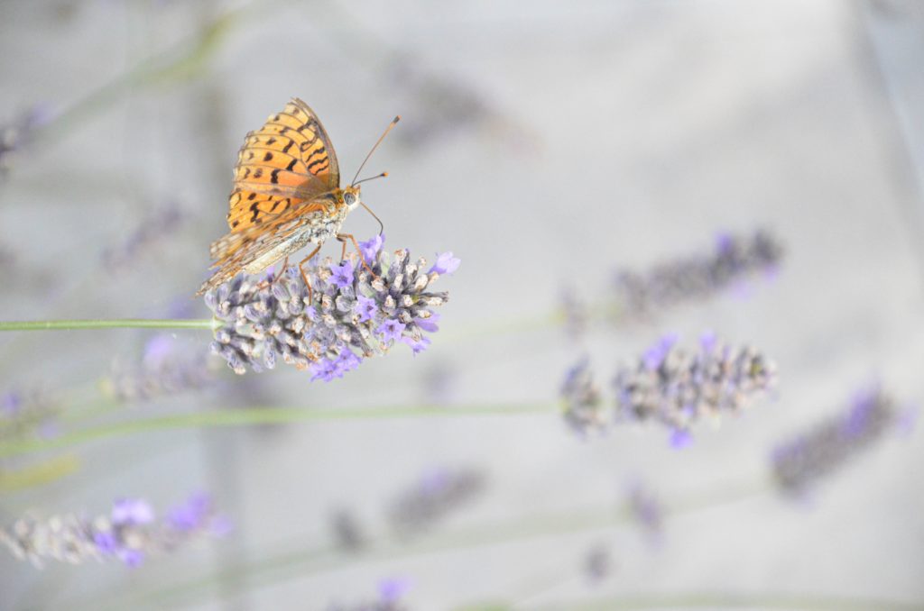 wait expectantly for Him