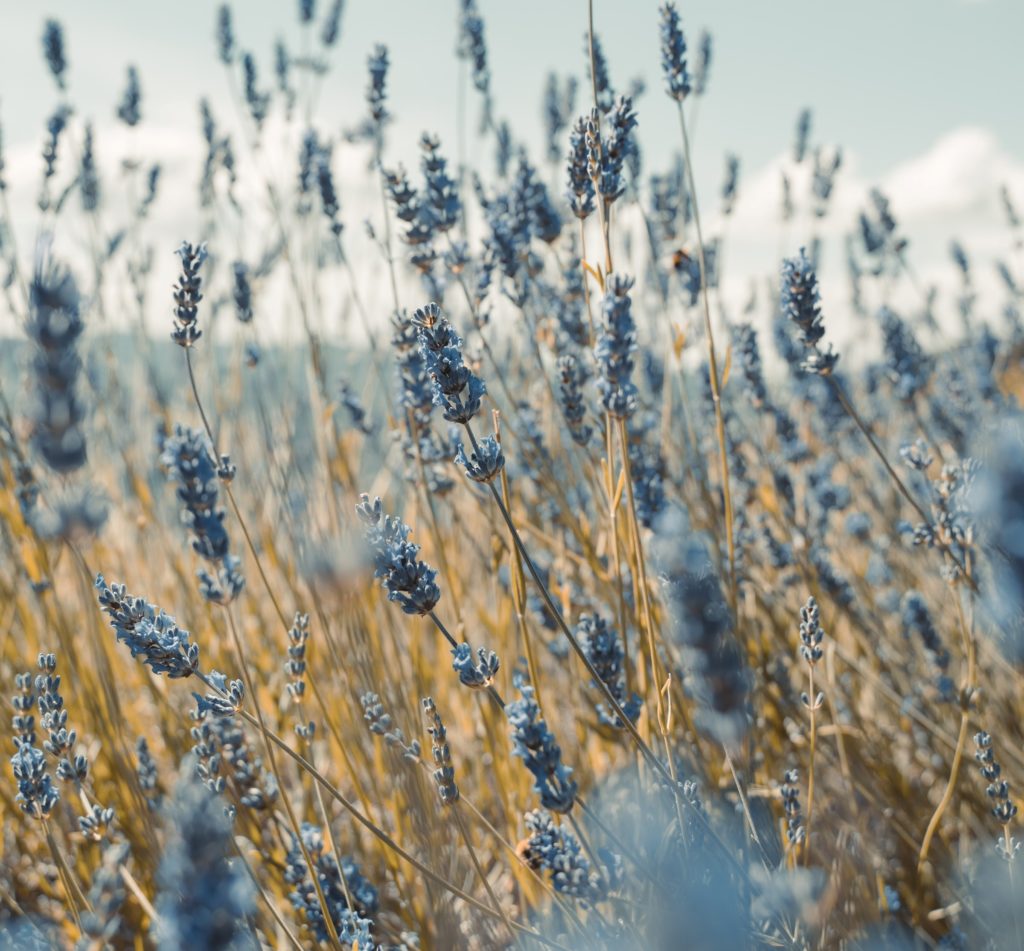 the Lord will provide