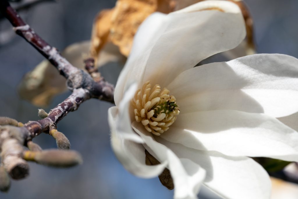 the foundation of wisdom