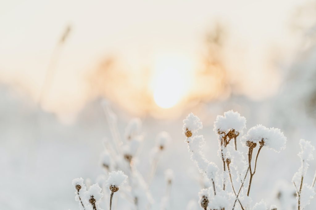 life and health of the body