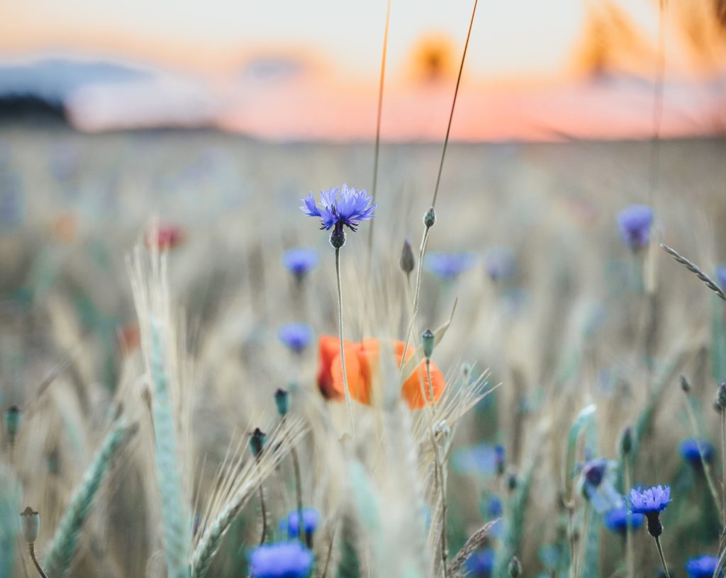 the firstfruits of all your increase