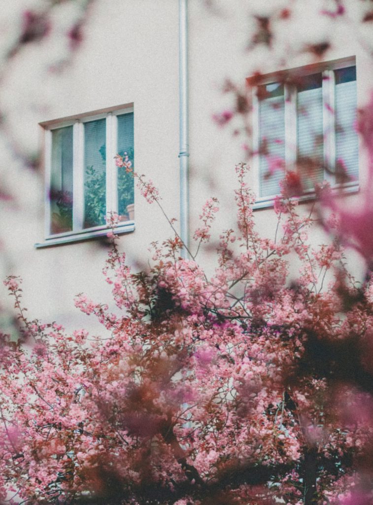 finally in full bloom