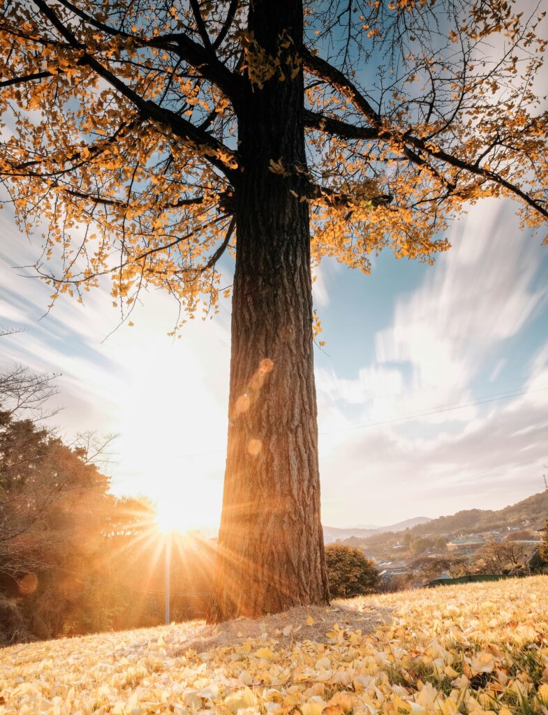 great is his faithfulness