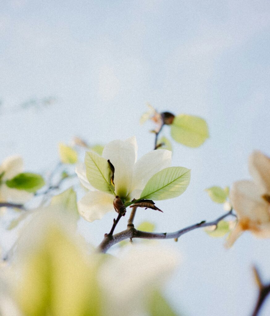 the Son radiates God’s own glory